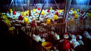 ternak ayam grumbul kincit (pak ratamto partner with pak sarkim)