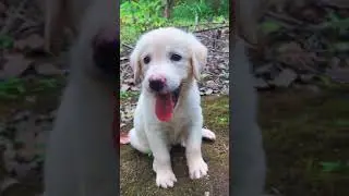 ⚠️ OMG! So Cute Dogs/Puppies  - Best Funny Dog Videos 2021 ||| Amazing Dog Videos #82