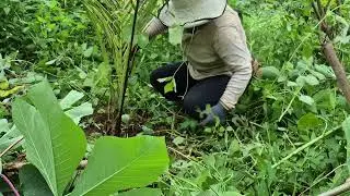 Cleaning the Cucunot Tree sa atong Farm p1