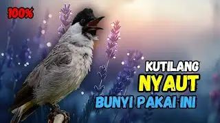 Pasti Nyaut,,!!! Suara Pancingan Burung Kutilang Gacor Ampuh'