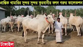 2025 ঈদে টাঙ্গাইলের প্রান্তিক খামারির চোখ জুড়ানো কুরবানীর বলদ গরুর কালেকশন