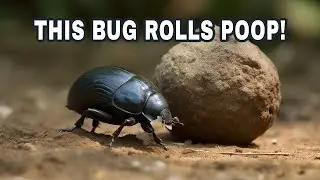 Why Dung Beetles Roll Poop - Insect Biology - Science For Kids - Nature Facts - Soil Health
