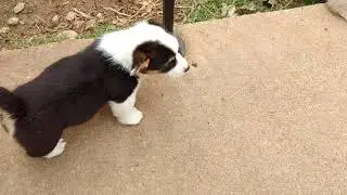 PuppyFinder.com : Beautiful Tri-colored Corgi