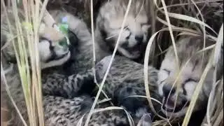 Cheetah Cubs at Kuno. #cheetah #kuno #cheetahcubs #indiacheetah #madhyapradesh #newcubs