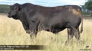 Lot 58 Palgrove Talon T1571 (P)