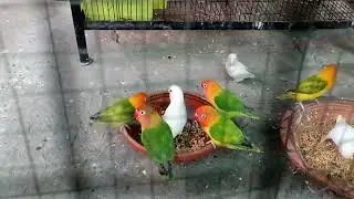 Best soft food for birds| Healthy soft food for birds
