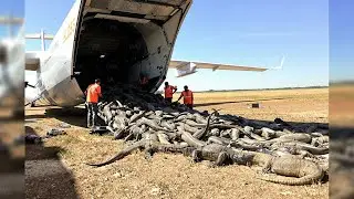 Releasing Thousands of Komodo Dragons in Florida Will Change Everything on the Land