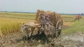 Harvesting Paddy with Bullock Cart 🐂 | Traditional Farming in Rural Bangladesh/India