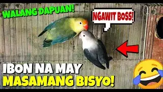 TEKNIK PARA MAG BREED ANG MGA IBON! | GOLDEN PAIR MAY MALASWANG SIKRETO!😂