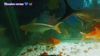 🐟🐠🎀Beautiful fish 🐠 volg🐟#youtubeshorts #minivlog #motivation #memes 