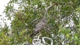 Tropical Treks: Spotted Harrier, Bli Bli, Sunshine Coast, Queensland, Australia