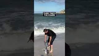 Rescuing a stranded dolphin at an Australian beach