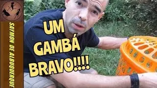 RESGATEI UM GAMBÁ (Mucura/Timbú) NA MINHA CASA!!!  | Bichos da minha casa