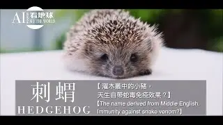 【Ёж - Название произошло от среднеанглийского языка, иммунитет к змеиному яду?】