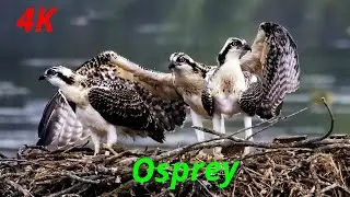🦅 The Osprey Family - Amazing Osprey Chick Transformation: From Nest Jumpers to Skilled Flyers