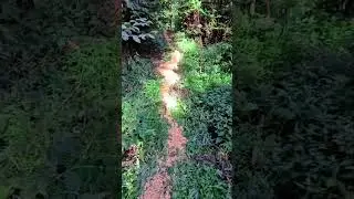 AJVPS Mureș &ndash; Sprijin constant pentru exemplarele din fauna sălbatică #romania #nature