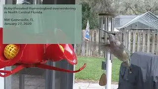 Ruby-throated Hummingbird overwintering in North Central Florida