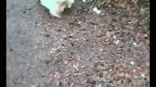Fleas On My Dog (Feliz Navidad Parody)