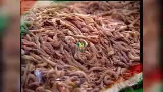 Marine fisheries