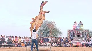 Highest Camel Jump Video || New Rajasthani Camel Dance || #priyanshusihag #unt #camel #cameldance