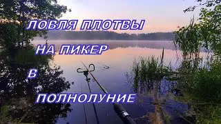 Ловля озёрной плотвы на пикер, в полнолуние.