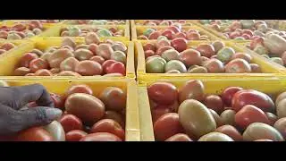 Tamatar export Bangalore Karnataka tamatar market domestic export