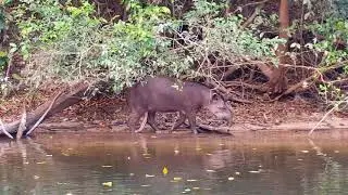 Brazilian 5-legged Tapir