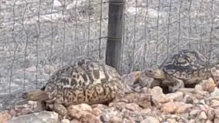 Difference between a male and a female Tortoise