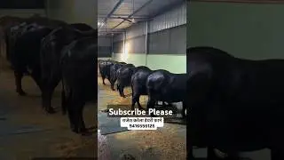 Rajesh Karela Dairy Farm (Jind) #dairyfarm #subscribeplease #murrabuffalo #champion