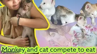 Kittens eat porridge in the morning, What do baby monkeys eat? | Monkey Miki