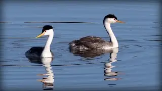 Clark's Grebe (Aechmophorus clarkii)