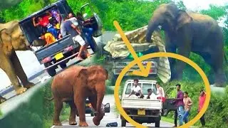 Wild elephant crossing the national highway