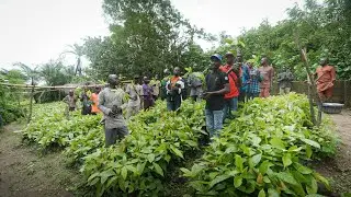 Johnvents Group Cocoa Seedling Distribution 2025