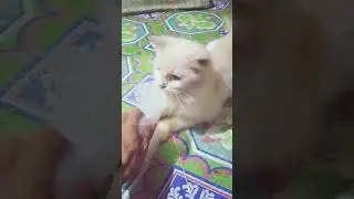 Cute cat activity at home on summer vacation #cats #cat