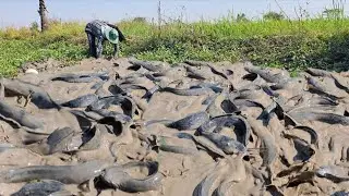 BEST unique  -A farmer catches a lot of fish and collects duck eggs in the rice fields.
