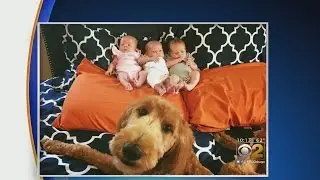 A First For Same-Sex Couples: Triplets With DNA From Both Parents