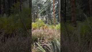Peaceful Autumn Countryside 🍁 Forest Walk & Slow Living Cosy Moments #slowliving #teatime