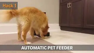 4 Smart Home Hacks for the Pet Lover (Extended) | HomeAdvisor