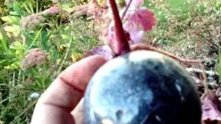 cuttings..how to take a cutting from HEUCHERA