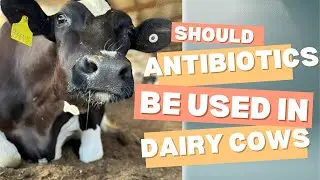 Should antibiotics be used in cows?