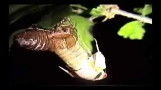 Magicicada Tredecula Brood XXIII