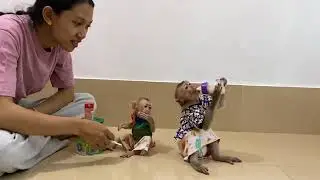 Siblings waiting for milk.#BabyMonkey #MonkeyLovers #viral #reels #trending #photography