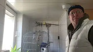 Wellensittiche versucht in den Käfig 