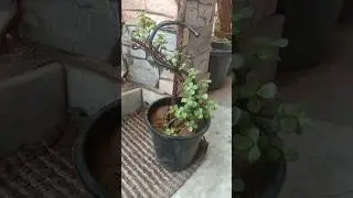 Jade Topiary in process (S shape)