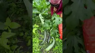 Organic farming&hellip;.#organic #farming