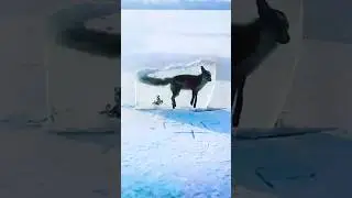 Can Frozen Animals Live Again?