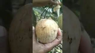 Red custard apple / Native special