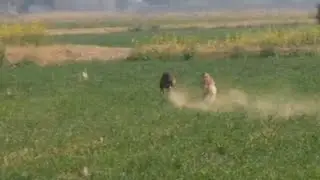 Fastest Rabbit Hunting By Greyhounds
