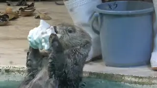 【ラッコ】キラちゃん新技！？大量のおもちゃを持ってスピン キラ上手でしょ？