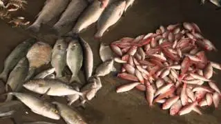 Suffering of the Palestinian Fishermen